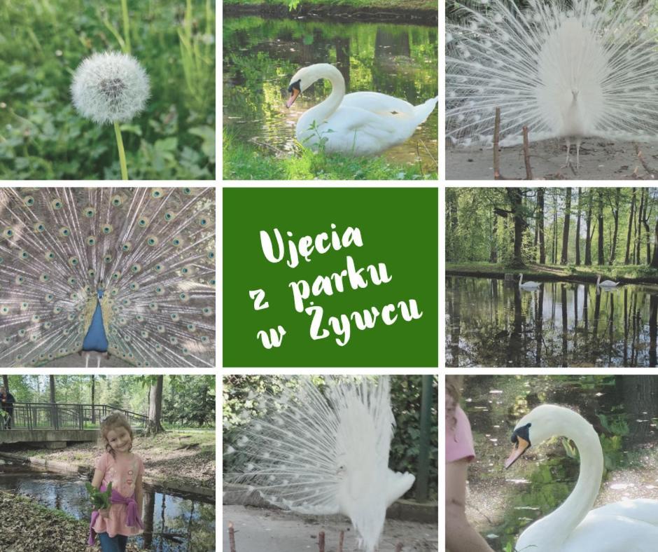 Apartamenty Pilsko Korbielow Bagian luar foto